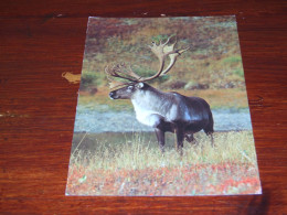 72723-                  NORTH AMERICAN WILDLIFE - CARIBOU - HERTEN / DEER / HIRSCH / CERF - Autres & Non Classés