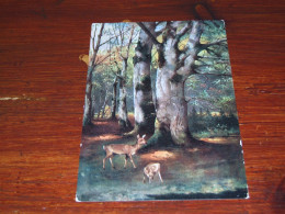 72725-                  OLD CARD -  HERTEN / DEER / HIRSCH / CERF - Other & Unclassified