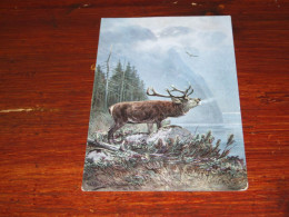 72729-                   OLD CARD - HERTEN / DEER / HIRSCH / CERF - Autres & Non Classés