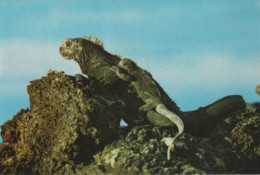 109929 - Galapagosinseln - Ecuador - Iguana - Equateur