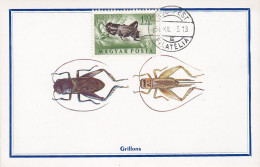 Carte Maximum Hongrie Hungary Insecte Insect Pa166 - Maximumkarten (MC)