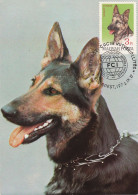 Carte Maximum Hongrie Hungary Chien Dog Berger Allemand German Shepherd 1908 - Maximum Cards & Covers