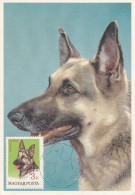 Carte Maximum Hongrie Hungary Chien Dog Berger Allemand German Shepherd 1908 - Cartes-maximum (CM)