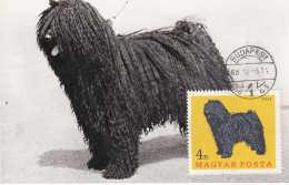 Carte Maximum Hongrie Hungary Chien Dog Puli 1909 - Cartoline Maximum