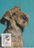 Carte Maximum Hongrie Hungary Chien Dog Foxterrier Fox Terrier 1906 - Cartes-maximum (CM)