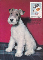 Carte Maximum Hongrie Hungary Chien Dog Foxterrier Fox Terrier 1906 - Cartoline Maximum