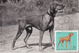 Carte Maximum Hongrie Hungary Chien Dog  1905 Pointer - Cartoline Maximum