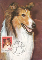 Carte Maximum Hongrie Hungary Chien Dog  Collie Colley 1904 - Cartoline Maximum