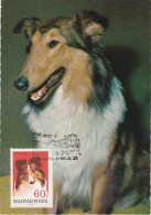 Carte Maximum Hongrie Hungary Chien Dog  Collie Colley 1904 - Cartoline Maximum