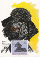 Carte Maximum Hongrie Hungary Chien Dog  Caniche Poodle - Cartes-maximum (CM)