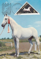 Carte Maximum Hongrie Hungary Cheval Horse 1312 - Cartoline Maximum