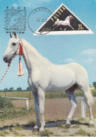 Carte Maximum Hongrie Hungary Cheval Horse 1312 - Maximumkaarten