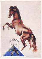 Carte Maximum Hongrie Hungary Cheval Horse 1313 - Maximumkaarten