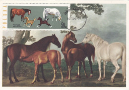 Carte Maximum Hongrie Hungary Cheval Horse 1315 - Cartes-maximum (CM)