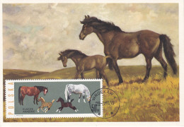 Carte Maximum Hongrie Hungary Cheval Horse 1315 - Cartes-maximum (CM)