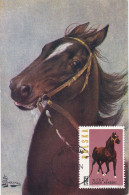 Carte Maximum Hongrie Hungary Cheval Horse 1318 - Maximumkaarten
