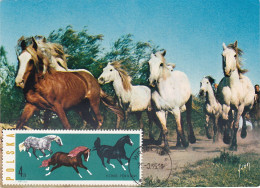 Carte Maximum Hongrie Hungary Cheval Horse 1320 - Cartes-maximum (CM)