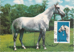 Carte Maximum Hongrie Hungary Cheval Horse 1321 - Cartoline Maximum