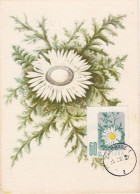 Carte Maximum Hongrie Hungary Fleur Flower 904 Marguerite - Maximumkaarten