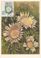 Carte Maximum Hongrie Hungary Fleur Flower 904 Marguerite - Maximumkarten (MC)