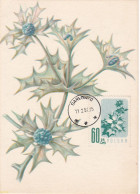 Carte Maximum Hongrie Hungary Fleur Flower 905 Chardon Thistle - Maximumkarten (MC)