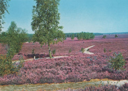 27025 - Lüneburger Heide - Ca. 1980 - Lüneburger Heide