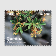 O) 2022 PERU, FLOWER - QUEÑOA - POLYLEPIS RACEMOSA, MNH - Pérou