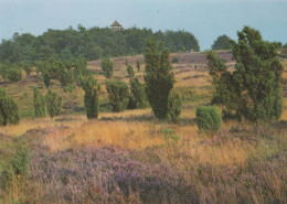 27023 - Lüneburger Heide - Wilseder Berg - Ca. 1995 - Lüneburger Heide