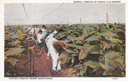 2-CUB 01 16+15 - CUBA - HABANA / LA HAVANE - COSECHA DE TABACO A LA SOMBRA - CUTTING TOBACCO GROWN UNDER SHADE - Cuba