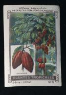 Nestlé - LXXXVI - Plantes Tropicales, Tropical Plants - 6 - Cacaoyer, Cacao - Nestlé