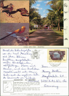 Postcard Mauritius Ile Maurice CASELA BIRD PARK MAURITIUS 1990 - Mauritius