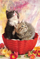 ANIMAUX & FAUNE - Chats - Chatons Et Des Fleurs - Colorisé - Carte Postale - Cats