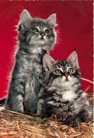 ANIMAUX & FAUNE - Chats - Colorisé - Carte Postale - Katzen