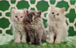 ANIMAUX & FAUNE - Chats - Petits Chatons - Colorisé - Carte Postale - Gatos