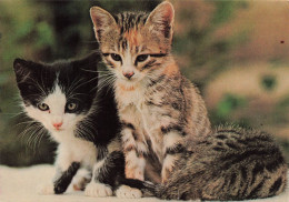 ANIMAUX & FAUNE - Chatons - Colorisé - Carte Postale - Katzen