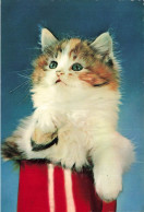 ANIMAUX & FAUNE - Chat Dans Une Boîte - Colorisé - Carte Postale - Katzen