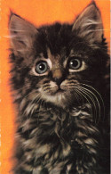 ANIMAUX & FAUNE - Chat Noir - Colorisé - Carte Postale - Cats