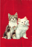 ANIMAUX & FAUNE - Chats - Colorisé - Carte Postale - Cats