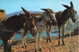 ANIMAUX & FAUNE - Borricos Tipicos - Carte Postale - Donkeys