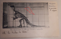 BRUXELLES : Zeldzame Postkaart Rond 1900 INGUANODON Met Zegel Van 5 Ct - Musea