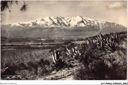 AATP6-66-0493 - PLAINE DU ROUSSILLON - La Plaine Près De Perpignan - Le Canigou - Roussillon