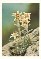 FLEURS - PLANTES & ARBRES - Fleurs - Edelweiss - Stella Alpina - Carte Postale - Fleurs