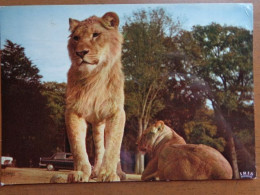 Dierenpark, Zoo, Tierpark / Chateau De Thoiry En Yvelines, Réserver Africaine, Lions --> Beschreven - Lions