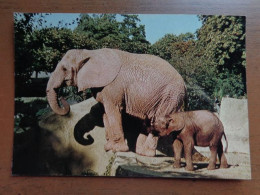 Dierenpark, Zoo, Tierpark / Parc Zoologique Paris, Elephant D'afrique --> Beschreven - Elephants