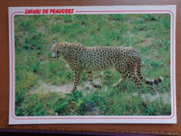 Dierenpark, Zoo, Tierpark / Safari Parc Peaugres, Geopard --> Onbeschreven - Tigri