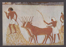 114479/ LUXOR, Sheikh Abd El-Qurna, Tomb Of Noble Menna (TT69), *Oxen Threshing The Corn* - Louxor