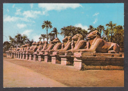 114476/ KARNAK The Sphinx Avenue - Louxor