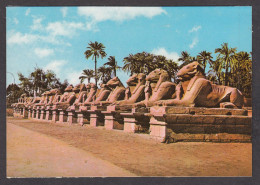 114476/ KARNAK The Sphinx Avenue - Luxor