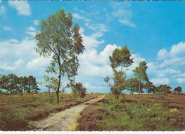 AK 209197 GERMANY - Lüneburger Heide (?) - Lüneburger Heide