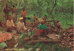 GABON - Reflets De Gabon - Récolte Du Cacao Dans Le Woleu-Ntem - Carte Postale - Gabon